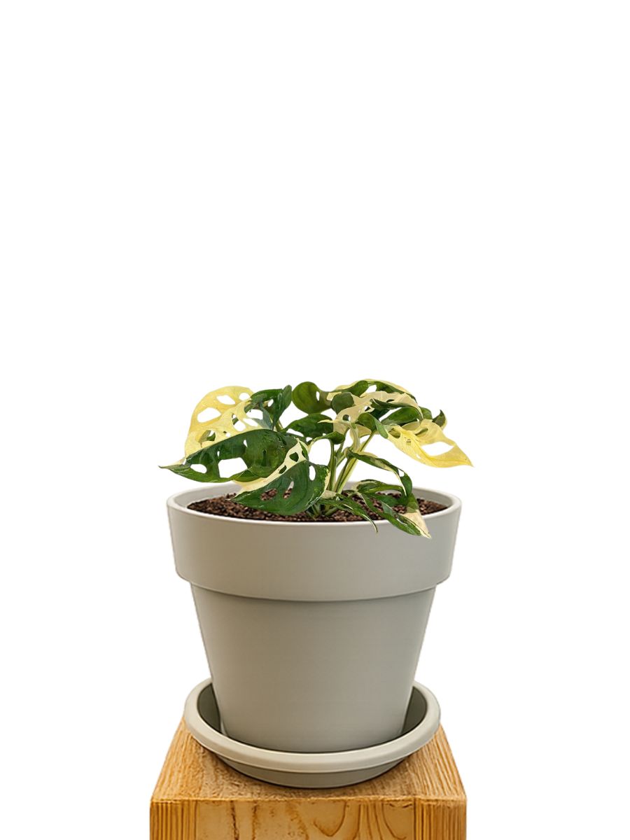 Pflanzkit 18 Sand